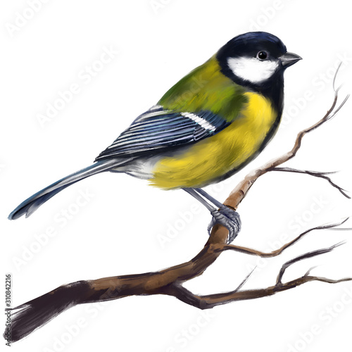 bird titmouse on a branch, art illustration painted with watercolors isolated on white background
