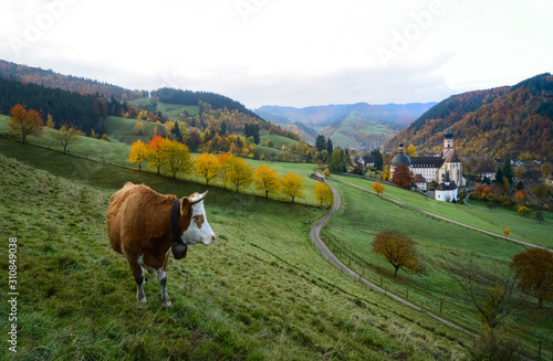 Münstertal Schwarzwald Kloster St. Trudpert Herbst Idyll Kuh Weide Morgen Stimmung Dunst Laubfärbung Markgräfler Land Freiburg Süddeutschland Weinbau