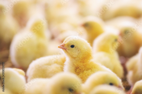 Baby chicks at farm