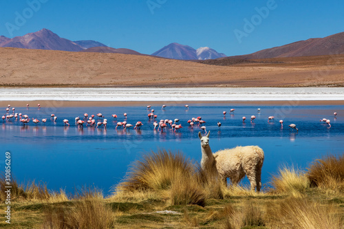 Laguna with flamingos on the altiplano in bolivia