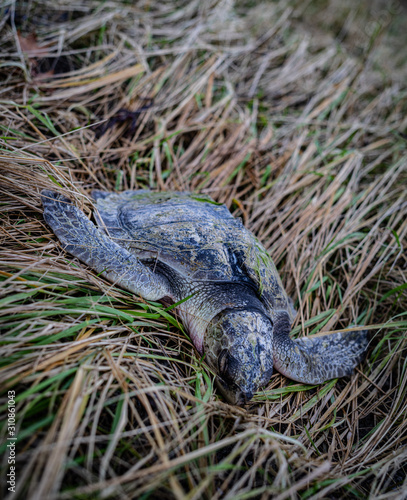 Angled Shot of a Dead Kemps Ridley Sea Turtle