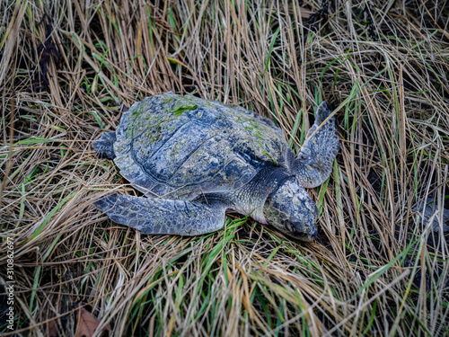 A Dead Kemps Ridley Sea Turtle On Grass