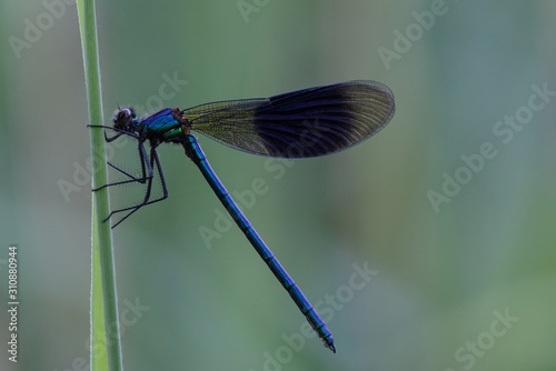dragonfly macro: banded demoiselle in the early morning on a leaf