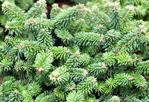 Balsam fir "Diamond" (Abies balsamea), New Year's trees in the store greenhouse.