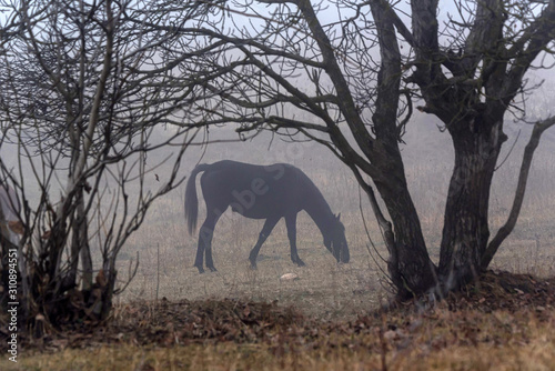 Single horse grazing in foggy autumn contryside