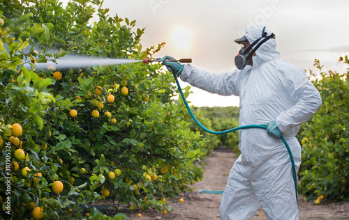 Weed insecticide fumigation. Organic ecological agriculture. Spray pesticides, pesticide on fruit lemon in growing agricultural plantation, spain. Man spraying or fumigating pesti, pest control