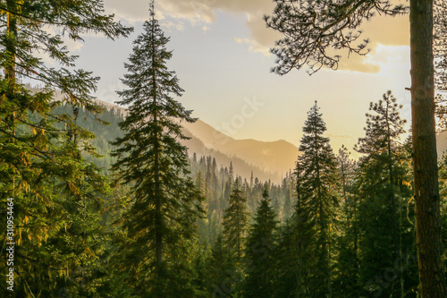 Fresh mountainous Idaho conifer forest after rain before sunset
