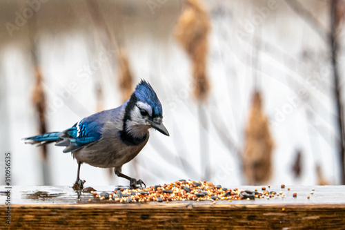 Wet Blue Jay Inspects Bird Seed Scattered on Wood
