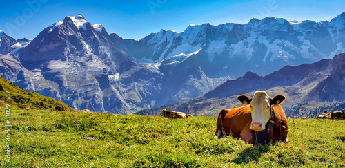 cows in alps