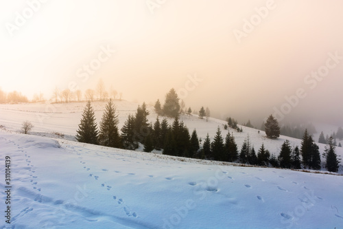 mountainous countryside in fog. glowing winter mist at sunrise. spruce trees on the snow covered meadow. mysterious scenery. bad weather concept