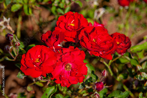 Lili Marlene rose flower in the field, Ontario, Canada. Scientific name: Rosa ' Lili Marlene'. Flower bloom Color: deep red 