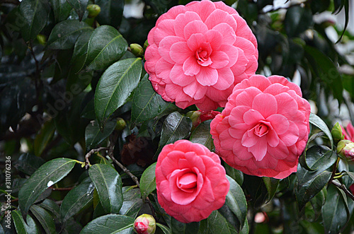 japanese camellia beautiful pink flowers in the garden 