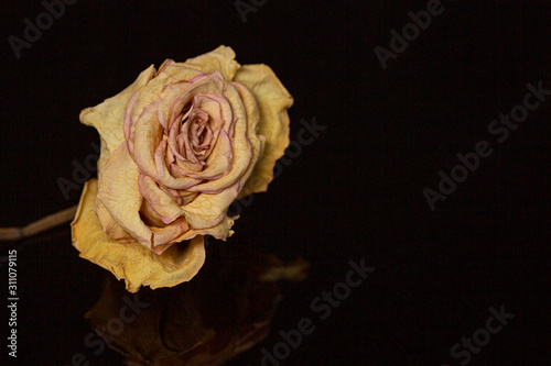 Dried rose bud on a black background. Close-up.