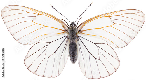 The Black-veined White Aporia crataegi beautiful butterfly isolated on white background. Dorsal view of large butterfly.