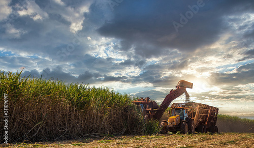 Sugar cane hasvest plantation