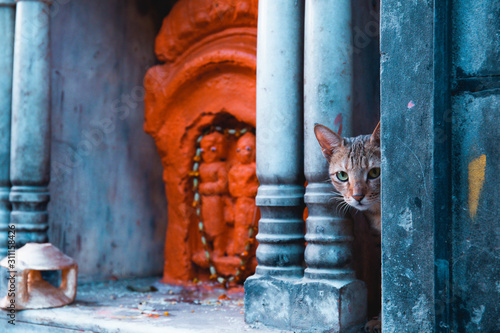 The cat and the temple