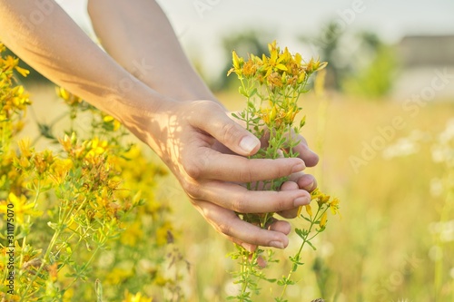 Yellow blooming St. John's wort hypericum in girls hand