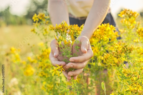 Yellow blooming St. John's wort hypericum in girls hand