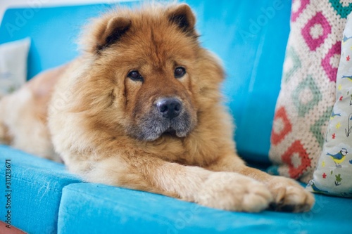 Adorable sweet red Chow chow dog on blue couch