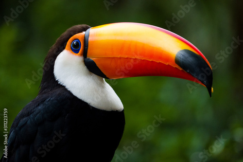 Toucan of Iguacu