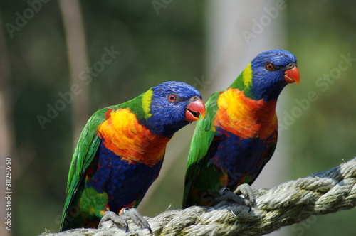 two lorikeet