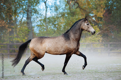 Beautiful horse trotting in a paddock on a background of dust