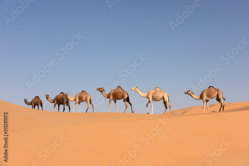A group of dromedary camels crossing a dune in the Empty Quarters desert. Abu Dhabi, United Arab Emirates.