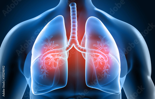 Human respiratory system, lungs anatomy. 3d illustration