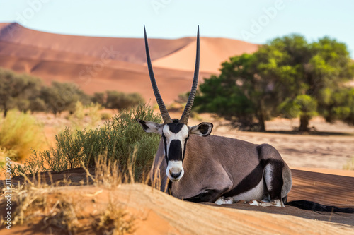 Gemsbok, or South African oryx (Oryx gazella) lying on the sand in Sossusvlei dunes, Namibia.