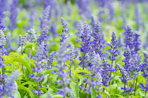 Blue salvia in macro shot showing its detail.