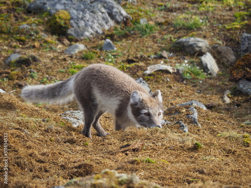 Węszący lis w pobliżu kolonii alczyków. Europa, Spitsbergen, Hornsund.