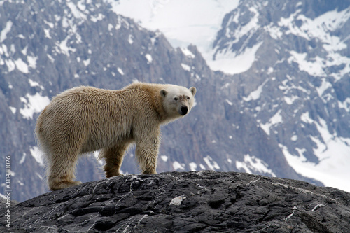 polar bear in spitsbergen