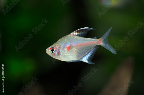 Bleeding heart tetra - Hyphessobrycon erythrostigma