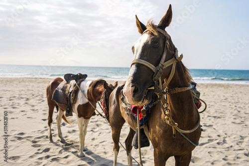 horses in the sea with sand and blue sky