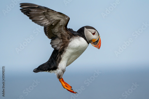 Atlantic Puffin, Papageitaucher