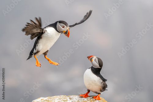 Atlantic Puffin, Papageitaucher