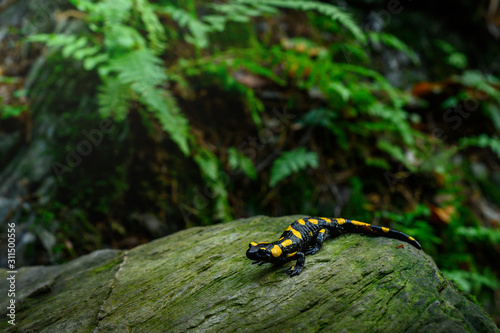 Fire salamander in the natural environment, close up, isolated, silhouette, wide macro, Salamandra salamandra