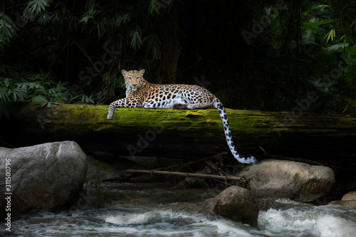 Leopard relax in the rain forest on the timber with moss 