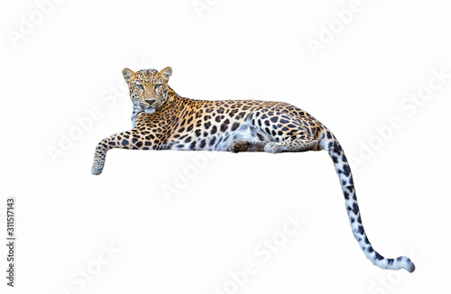 leopard isolated on white background