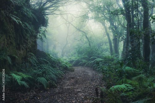 tree silhouettes in dark green foggy forest