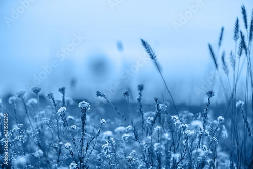 inflorescences of flowers on a blurred background.Classic blue Pantone color the year 2020. space for text .