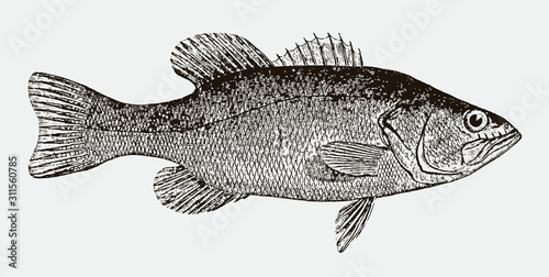 Largemouth or black bass, micropterus salmoides in side view after vintage engraving from 19th century