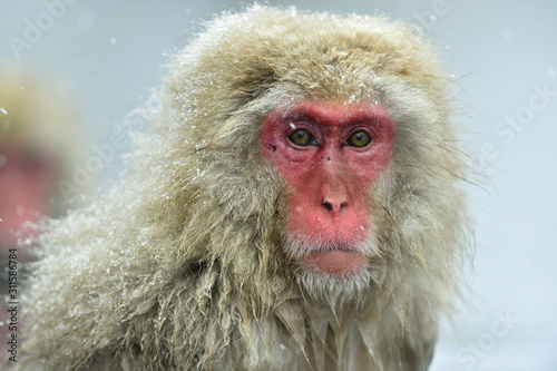 Snow monkey on the snow. Winter season. The Japanese macaque ( Scientific name: Macaca fuscata), also known as the snow monkey.