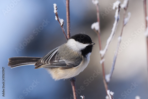 Black-capped Chickadee on a Cold Winters Day