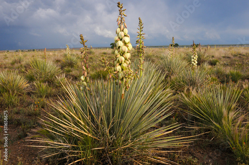 Yucca plant in the desert