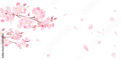  春の花：さくらと散る花びらの背。水彩イラスト