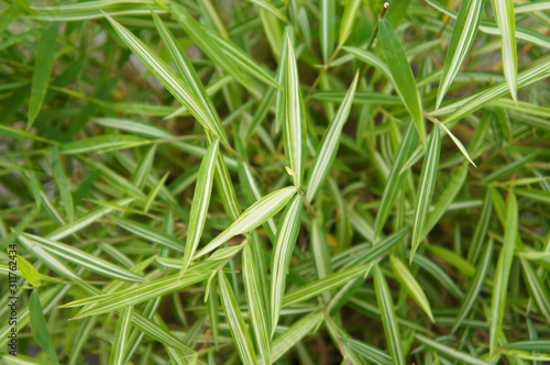 Pleioblastus shibuyanus tsuboii bamboo green leaves