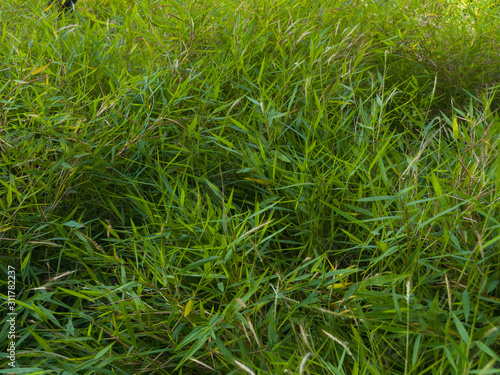 Pradera verde de grama alta por montones con luz de verano