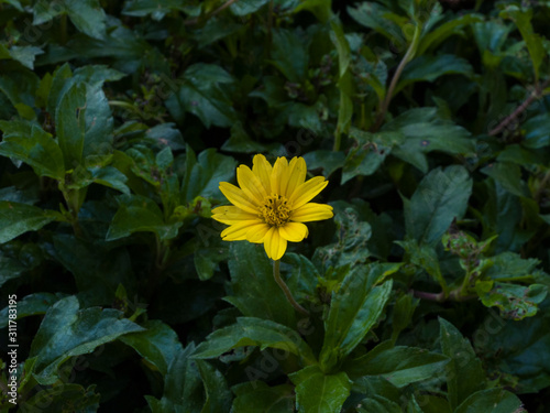 Flor silvestre amarilla creciendo en un arbusto verde muy pocos flores la soledad de la naturaleza