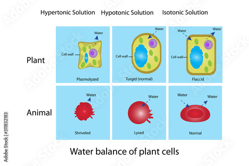 water balance of animal and plant tissue